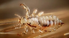 Ce transferă insecte cea mai mare parte a bolii?